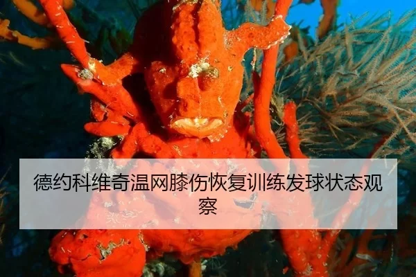 de-yue-ke-wei-qi-wen-wang-xi-shang-hui-fu-xun-lian-fa-qiu-zhuang-tai-guan-cha-2-498.jpg